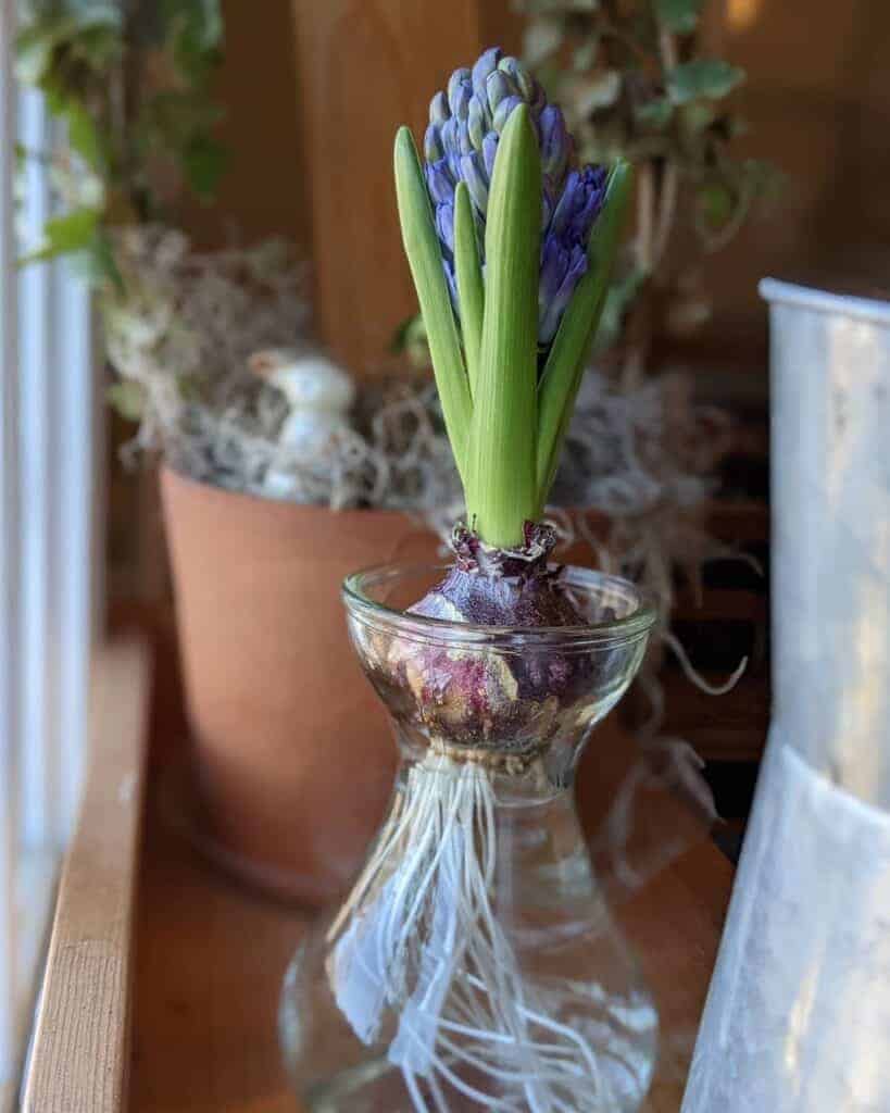 How To Care For Hyacinth In A Vase Houseplant Alley