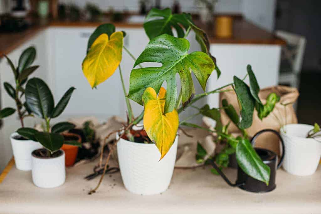 Why Is My Monstera Turning Yellow? 9 Reasons And Solutions Houseplant