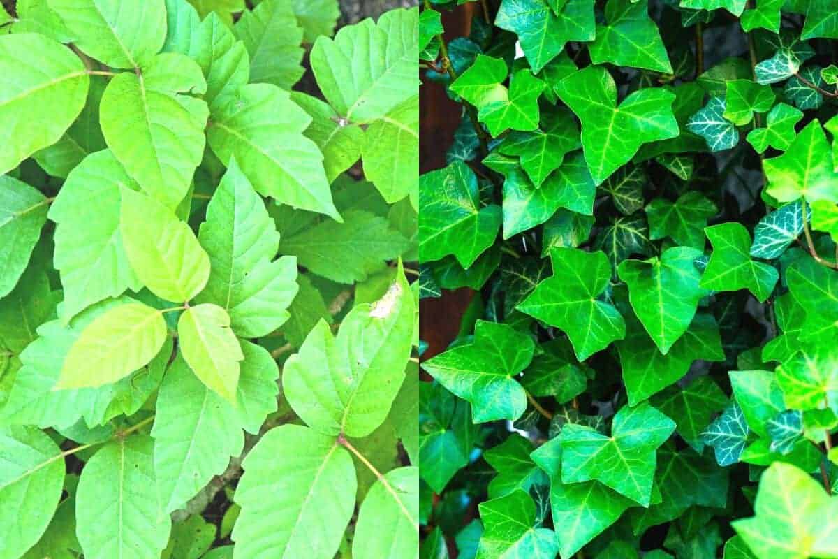 Poison Ivy Vs English Ivy Comparisons Houseplant Alley