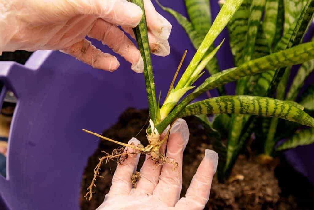 How To Separate Snake Plant StepByStep Guide Houseplant Alley