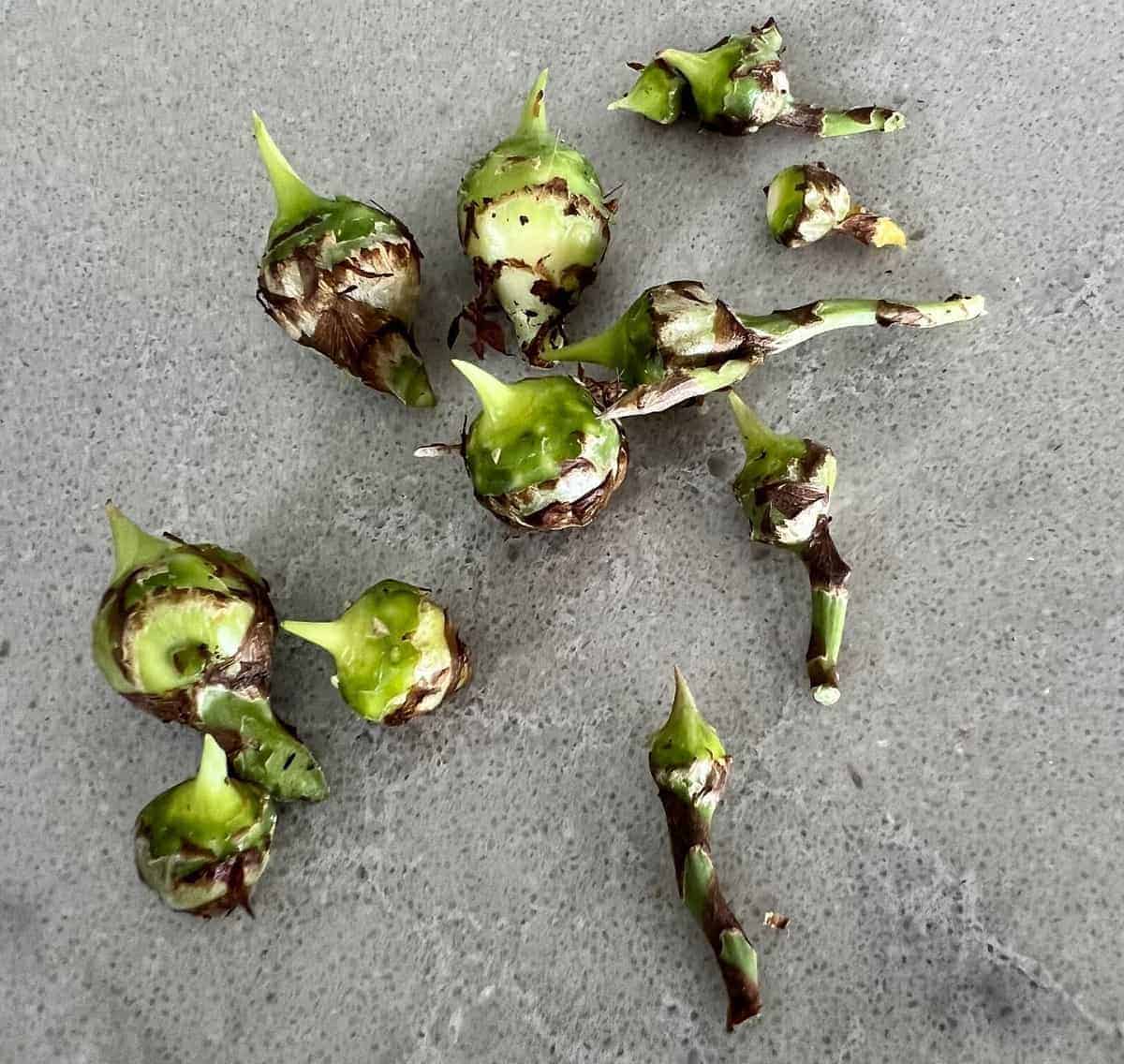 how-to-propagate-alocasia-corms-houseplant-alley