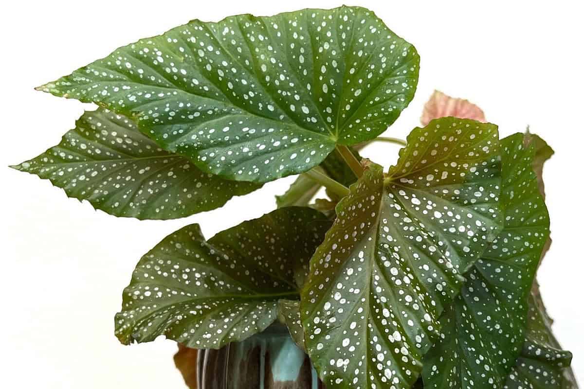Begonia Corallina de Lucerna Care And Propagation Guide Houseplant Alley