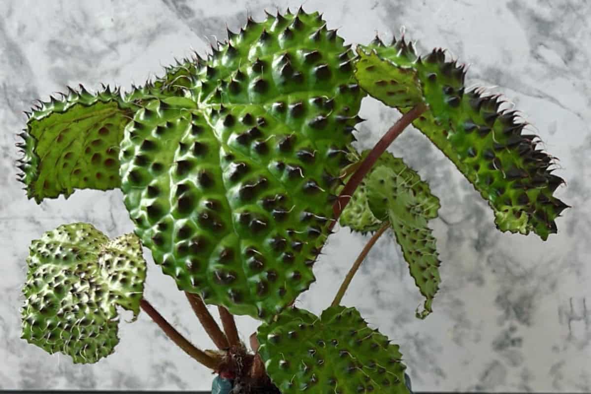 Begonia Melanobullata Care And Propagation Guide Houseplant Alley