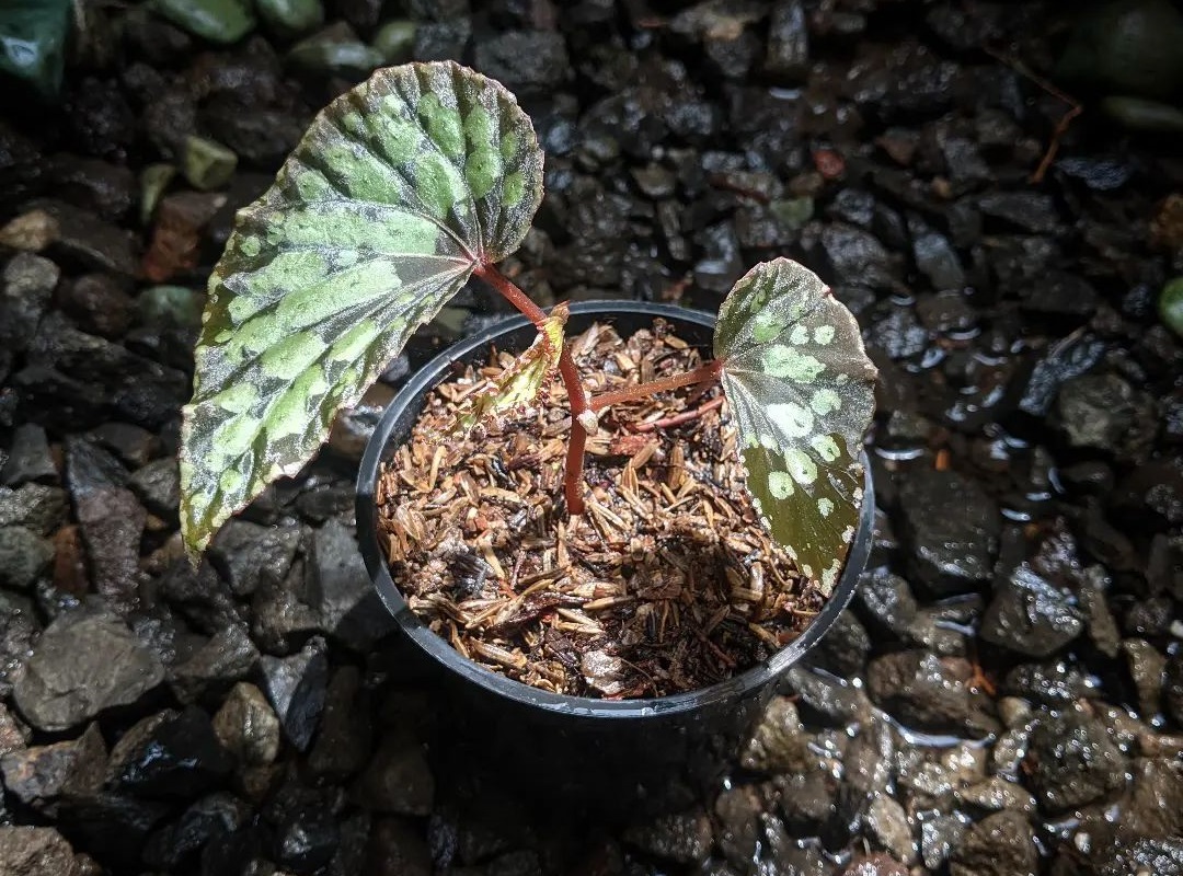 Begonia Chlorosticta Care And Propagation Guide Houseplant Alley