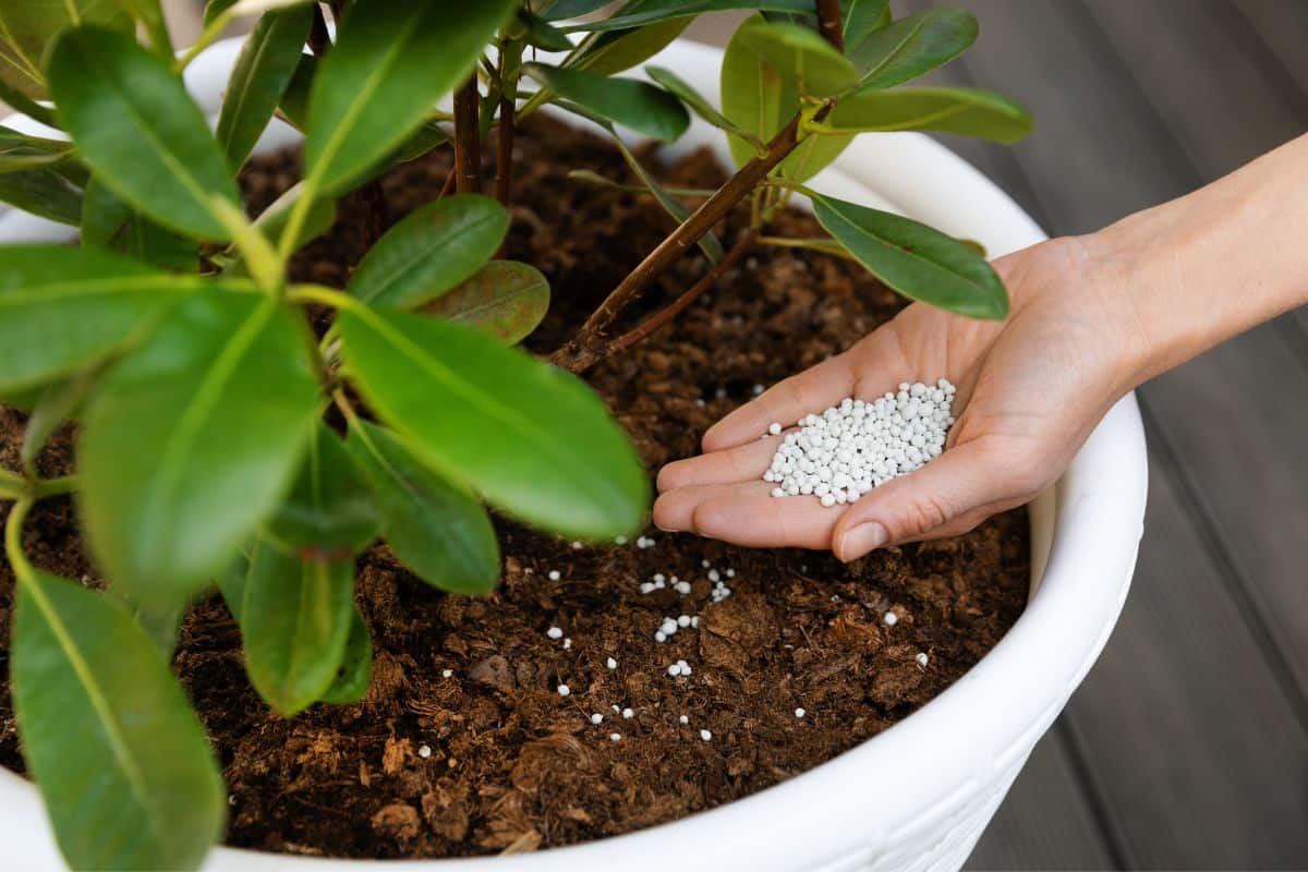 Fertilizing Indoor Plants In Winter Yay Or Nay? Houseplant Alley