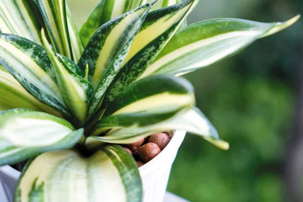 How Much Sun Do Snake Plants Need? Houseplant Alley