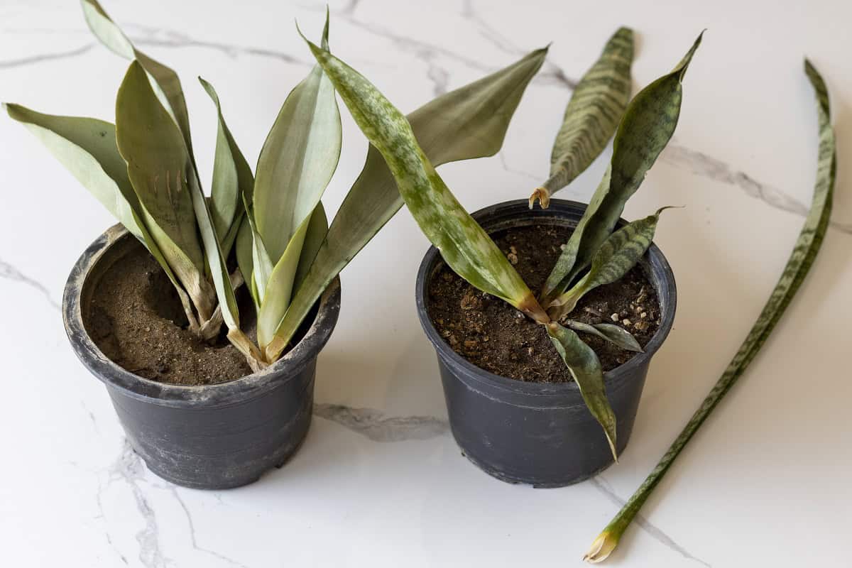 Do Snake Plants Need Drainage Holes? (Expert Opinion) Houseplant Alley