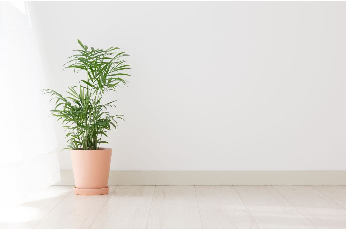 30 Best Dehumidifying Plants For Bathrooms | Houseplant Alley