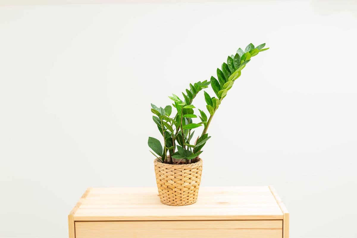 30 Best Dehumidifying Plants For Bathrooms | Houseplant Alley