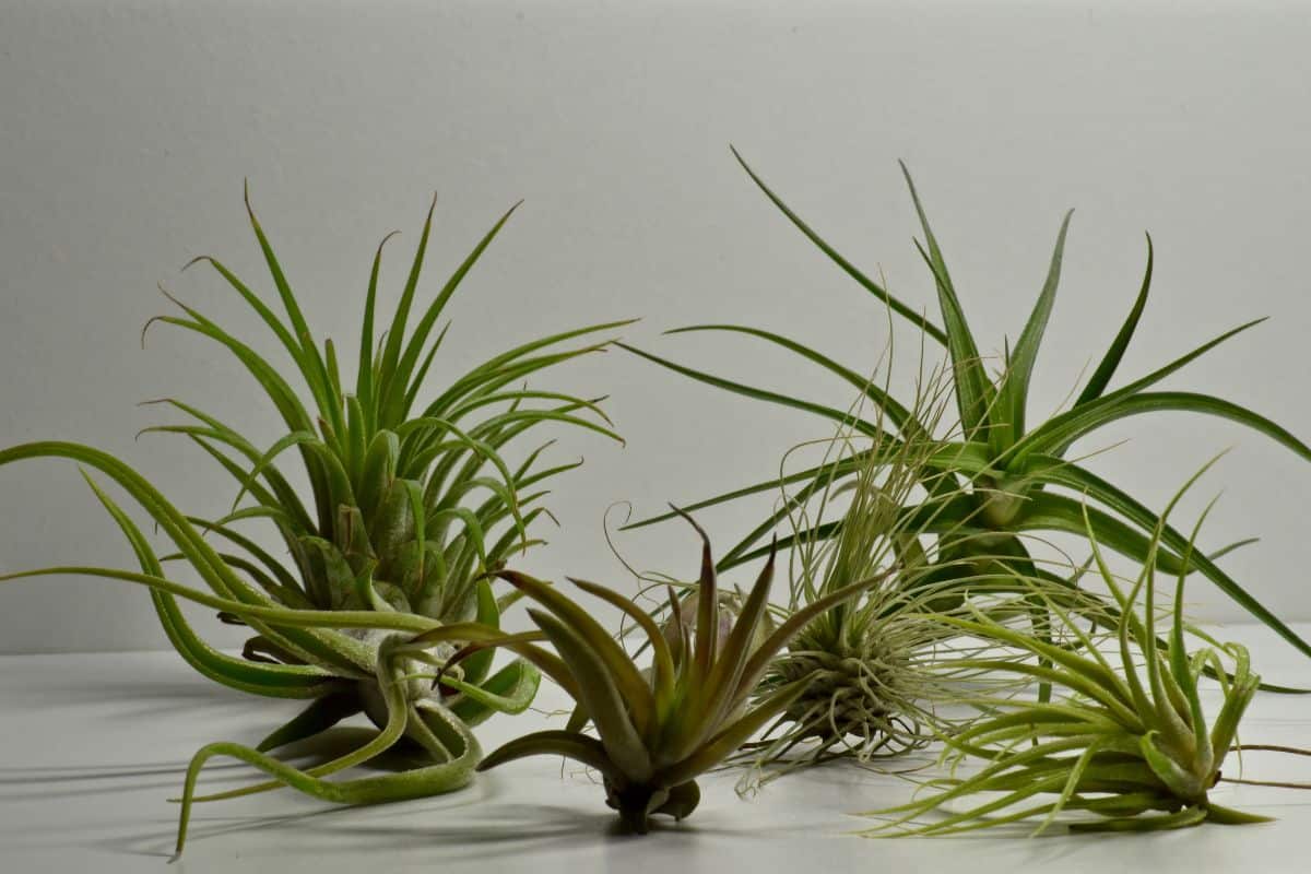 25 Best Plants For Rooms Without Windows Houseplant Alley