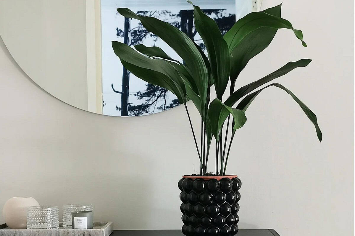 25 Best Plants For Rooms Without Windows Houseplant Alley
