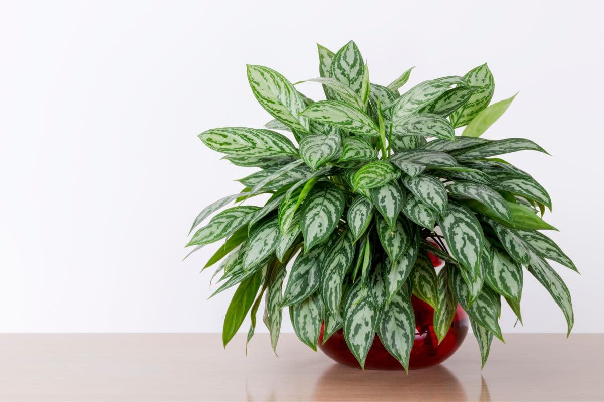 25 Best Plants For Rooms Without Windows Houseplant Alley