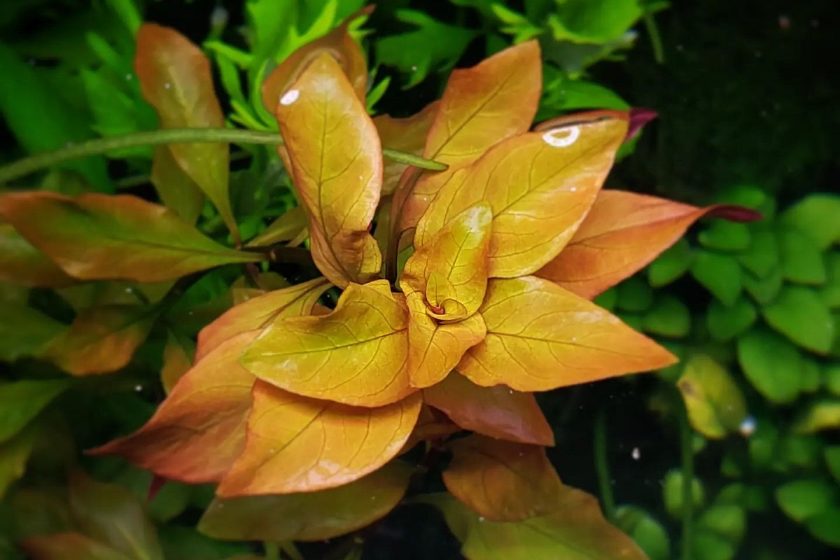 Can Plants Grow In Gravel Aquarium? Houseplant Alley