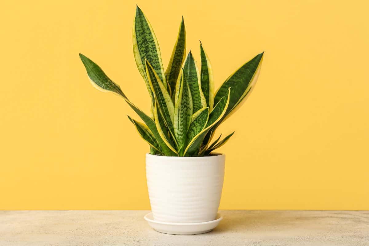 25 Best Plants For Rooms Without Windows Houseplant Alley