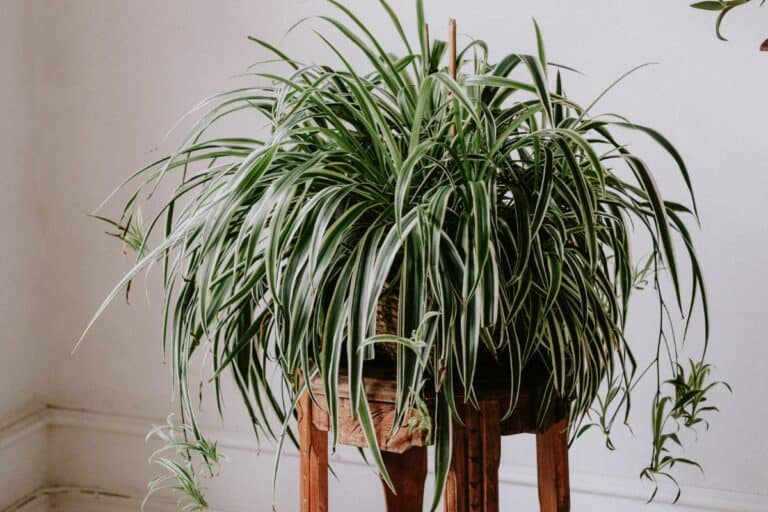 25 Best Plants For Rooms Without Windows Houseplant Alley