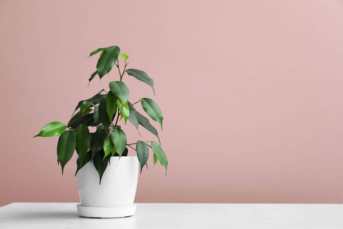 25 Best Plants For Rooms Without Windows Houseplant Alley