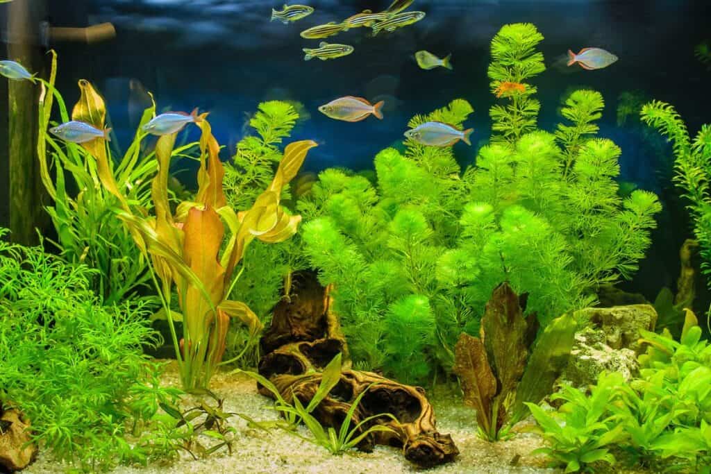 Can Plants Grow In Gravel Aquarium? Houseplant Alley