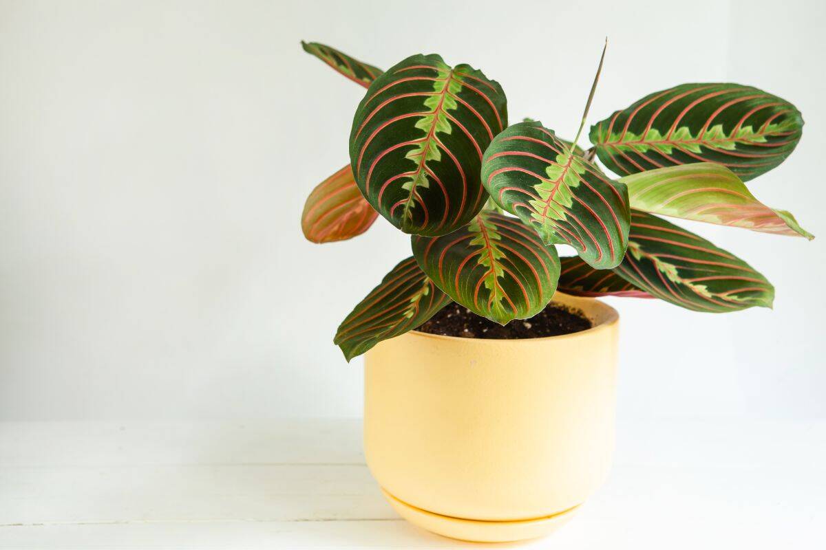 why do prayer plants move