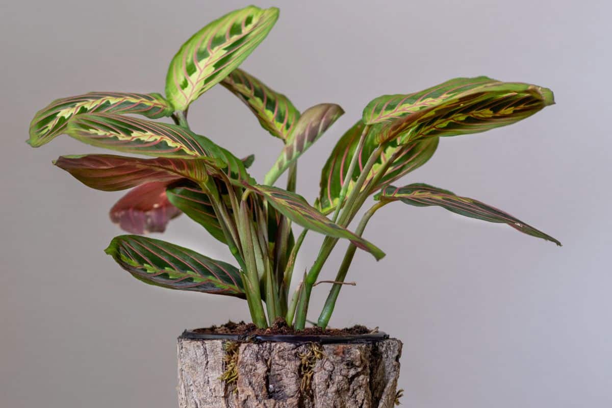 How and Why Do Prayer Plants Move? Houseplant Alley