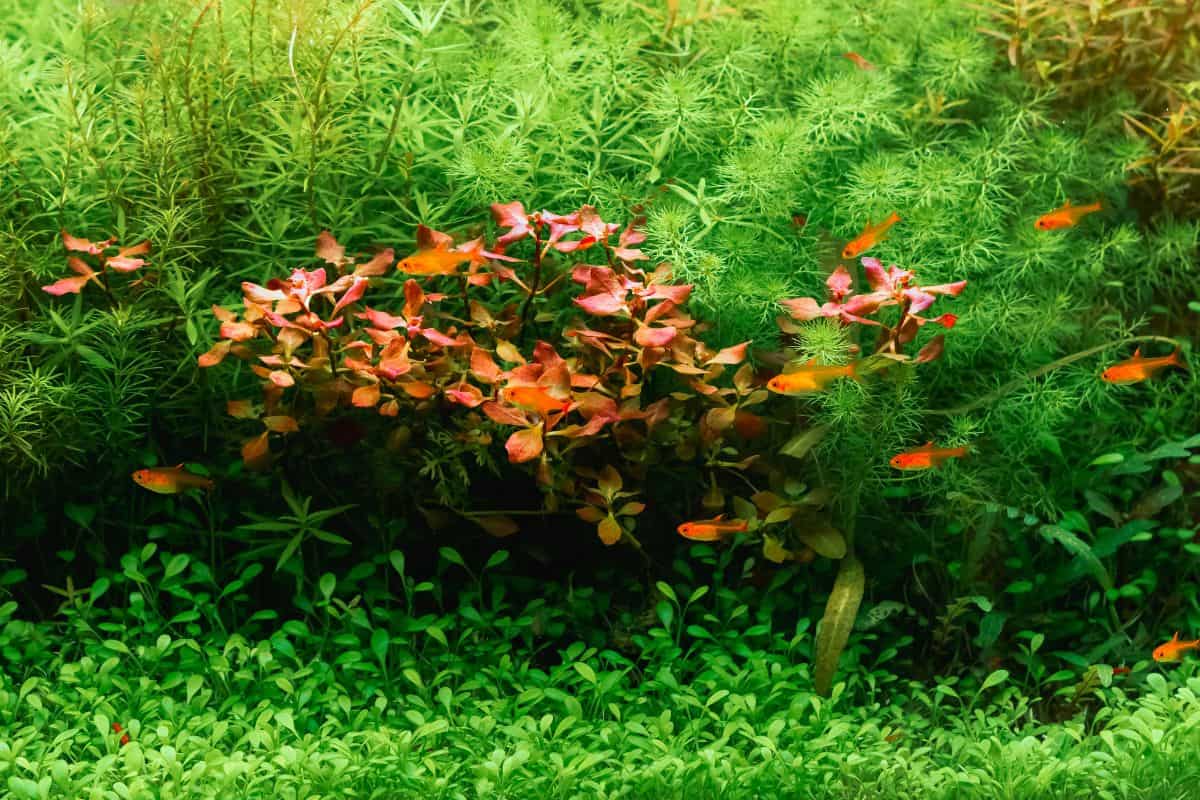 Why Are My Aquarium Plants Dying? 10 Reasons Houseplant Alley