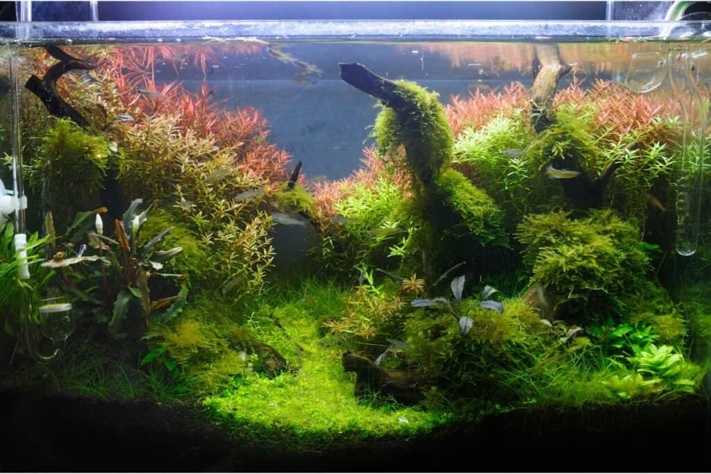 Do Aquarium Plants Need Soil? Houseplant Alley
