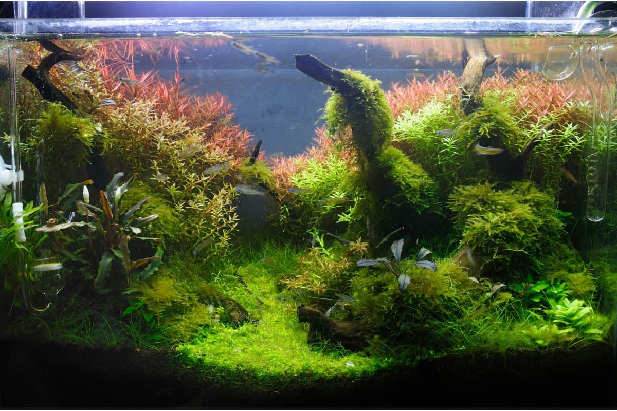 Do Aquarium Plants Need Soil? Houseplant Alley