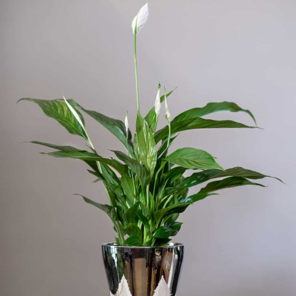 15 Best Indoor Plants For Colorado Houseplant Alley