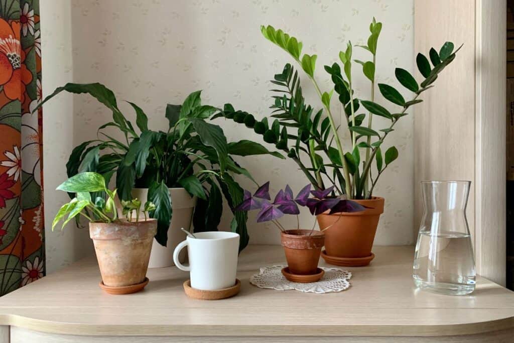 Tips On Using Coco Coir For Indoor Plants Houseplant Alley