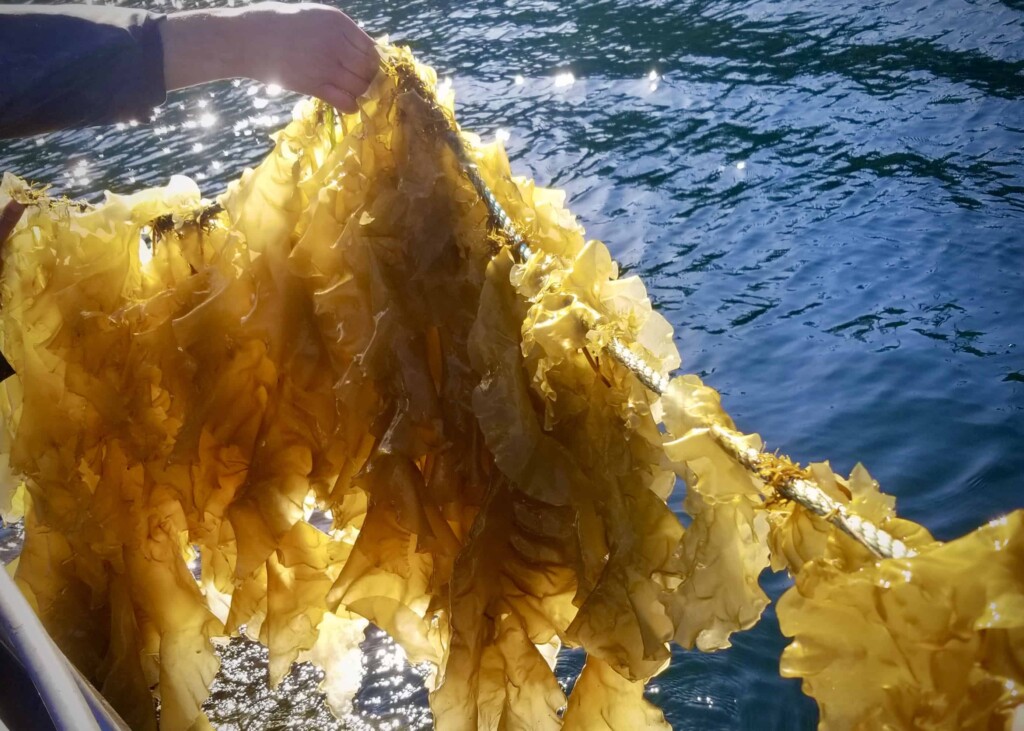 kelp farming