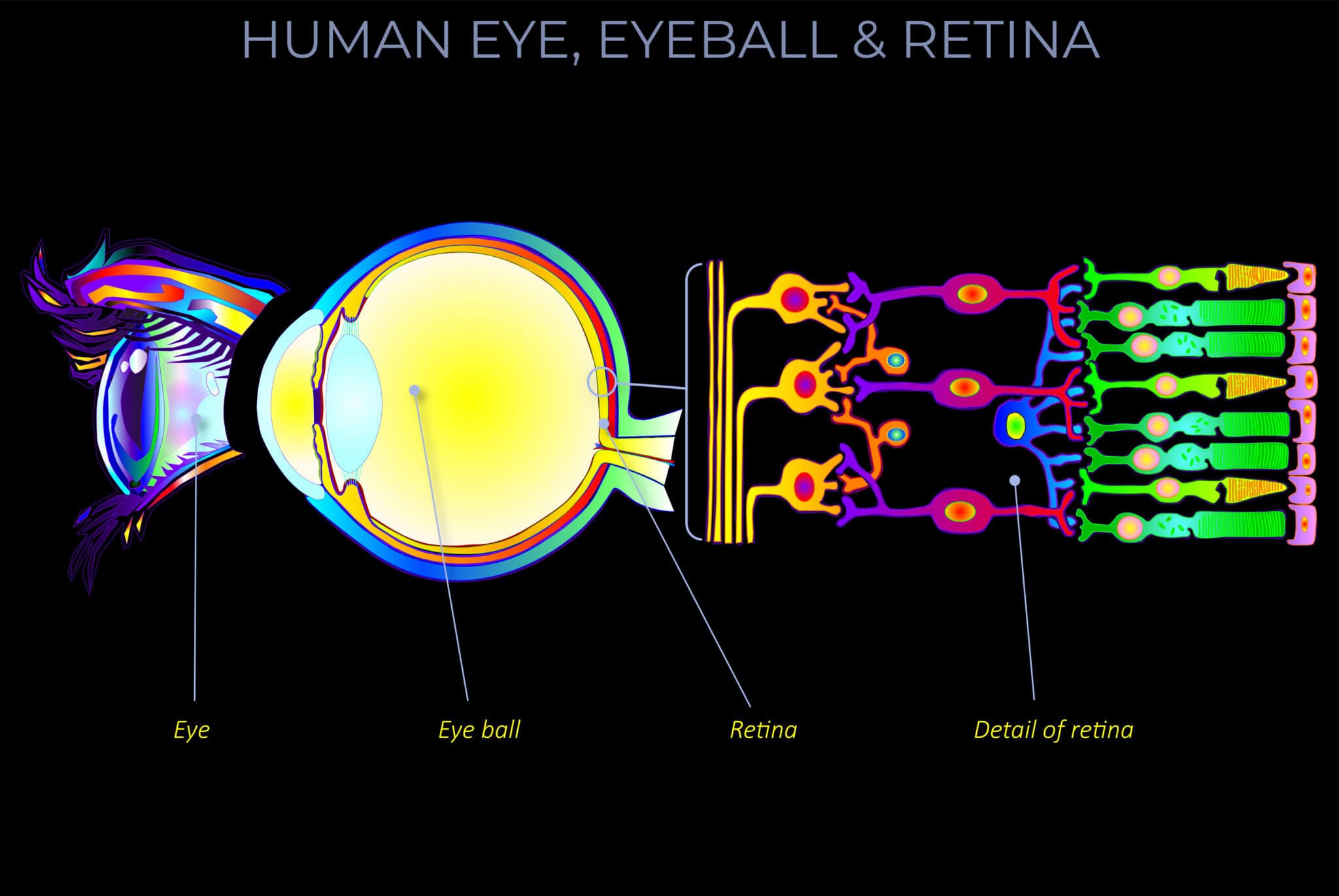 human-eye-eyeball-retina