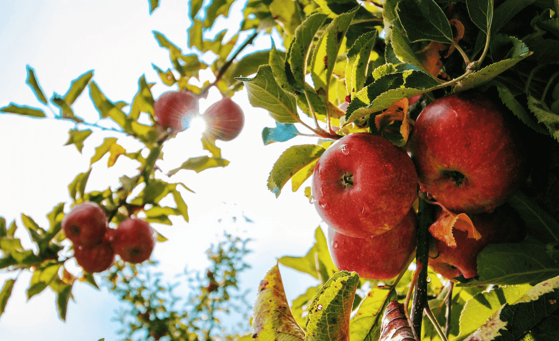 red apples on a tree