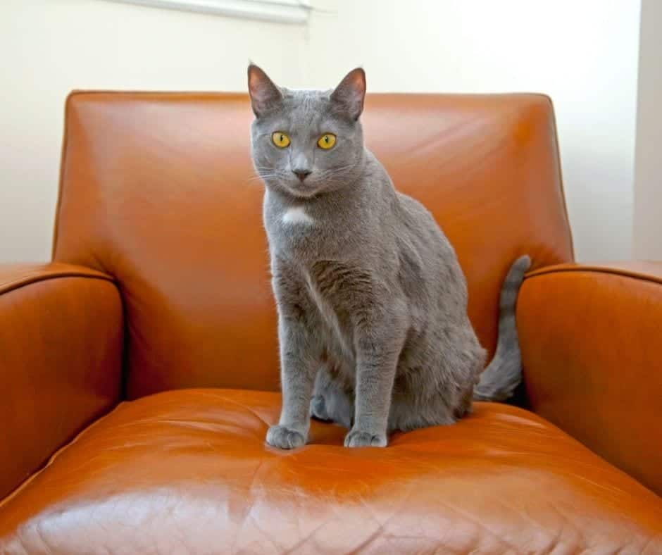 How To Keep Cats From Scratching Leather Furniture Swankyden Com