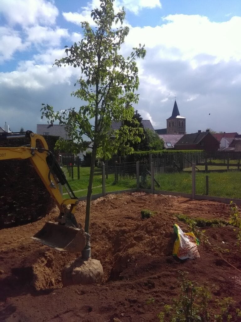 Boom planten