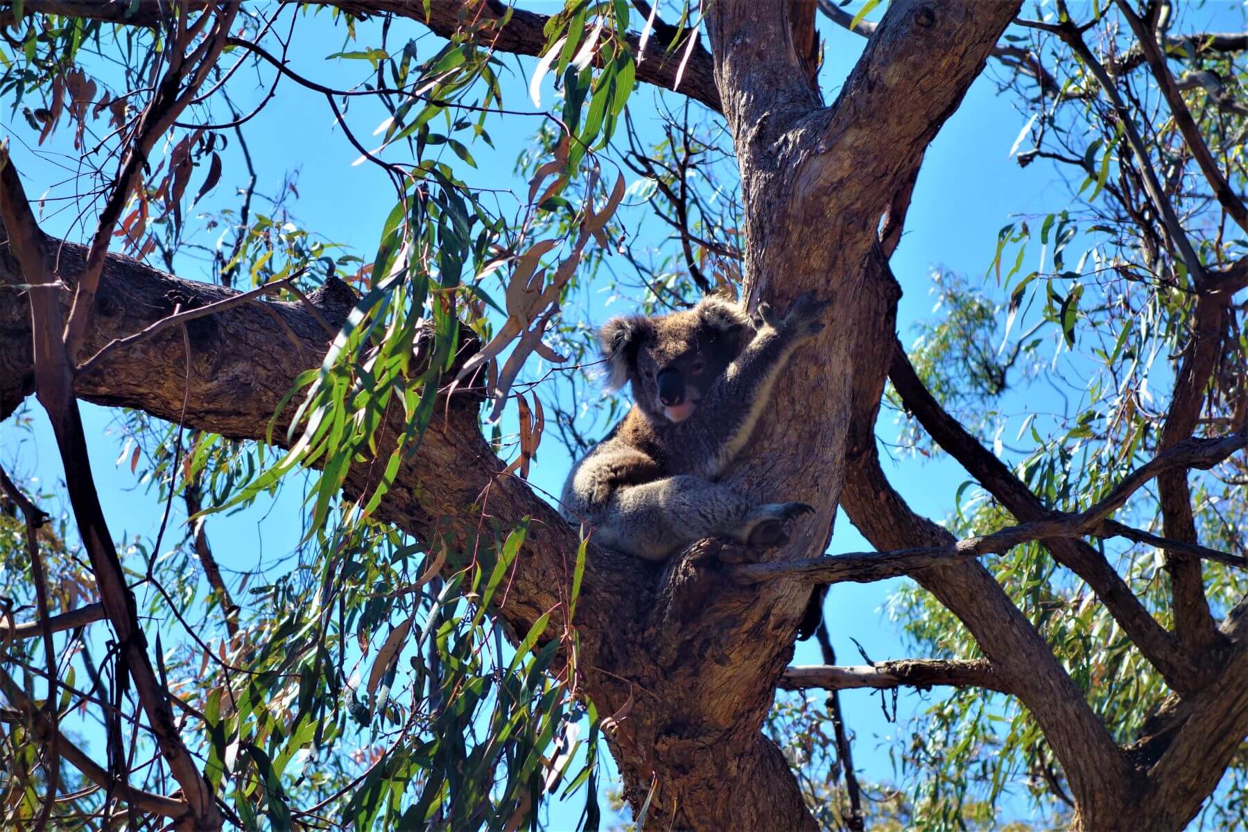 Koalabär in Australien