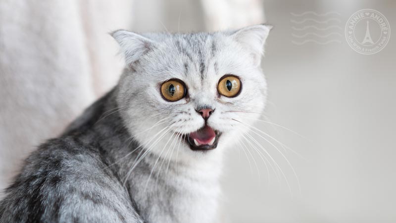 Cute French Cat Names