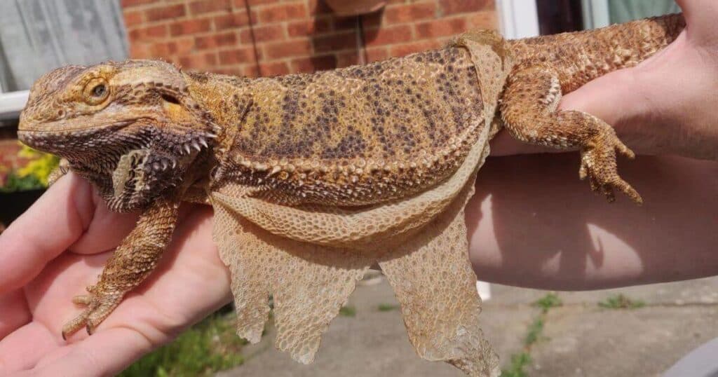 Bearded Dragon Skin Shedding 1 Bearded Dragon Shedding Featured Image