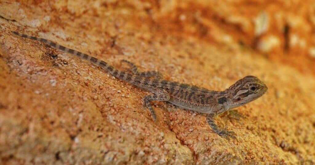 How To Sex A Bearded Dragon 1 Sexing Bearded Dragons