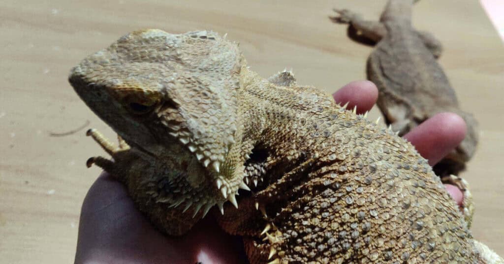 Do Bearded Dragons Bite? 1 Do Bearded Dragons Bite Featured Image