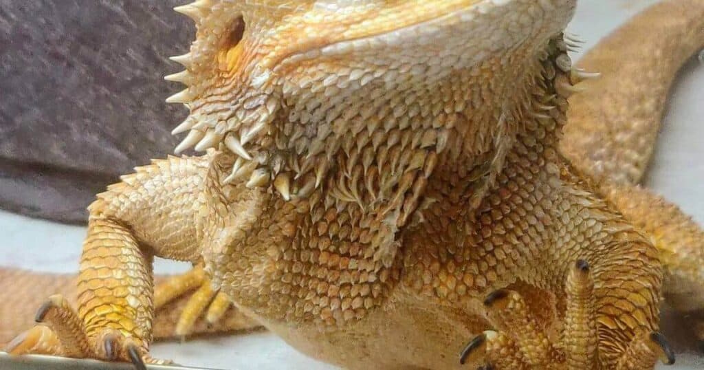 How To Trim Bearded Dragon Nails 1024x538 