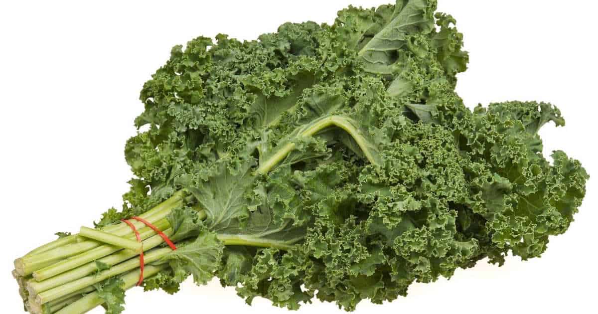 Can Bearded Dragons Eat Kale? 1 Can Bearded Dragons Eat Kale Featured Image