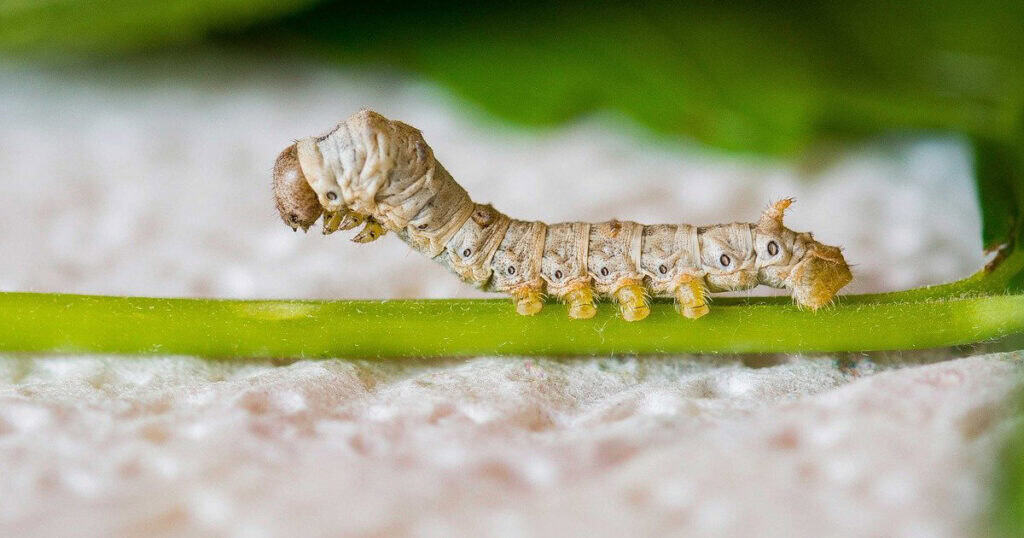 Can Bearded Dragons Eat Silkworms? 1 Can Bearded Dragons Eat Silkworms Featured Image