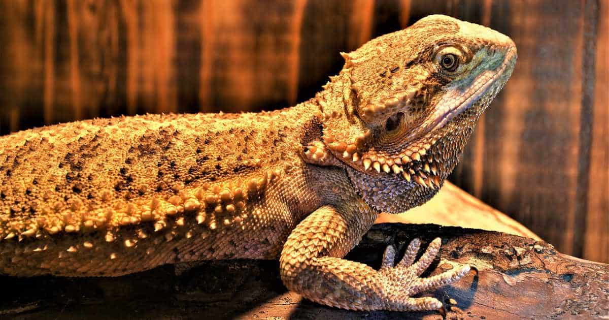 Myth Busting - Breathing On Backs 1 Can Bearded Dragons Breathe On Their Back