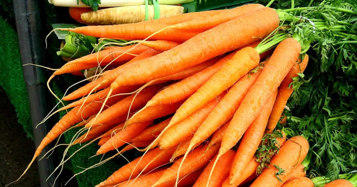 Can Bearded Dragons Eat Carrots? 1 Can Bearded Dragons Eat Carrot Featured Image