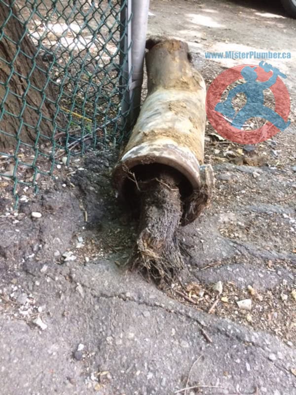 Old clay pipe