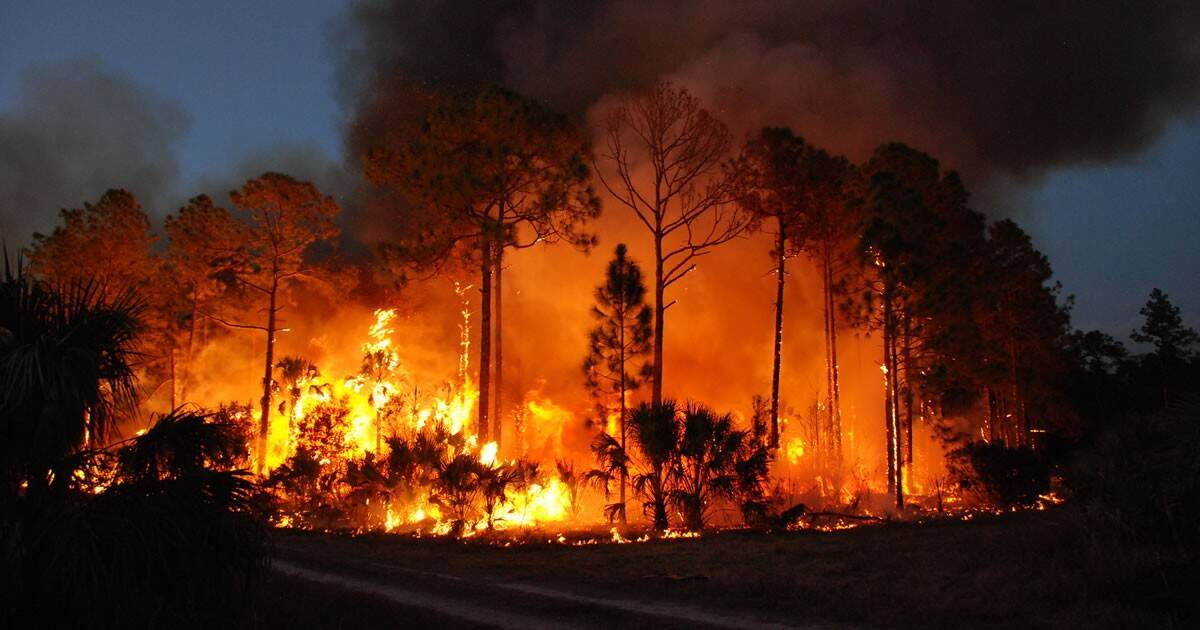 They Know How to Prevent Megafires. Why Won’t Anybody Listen?