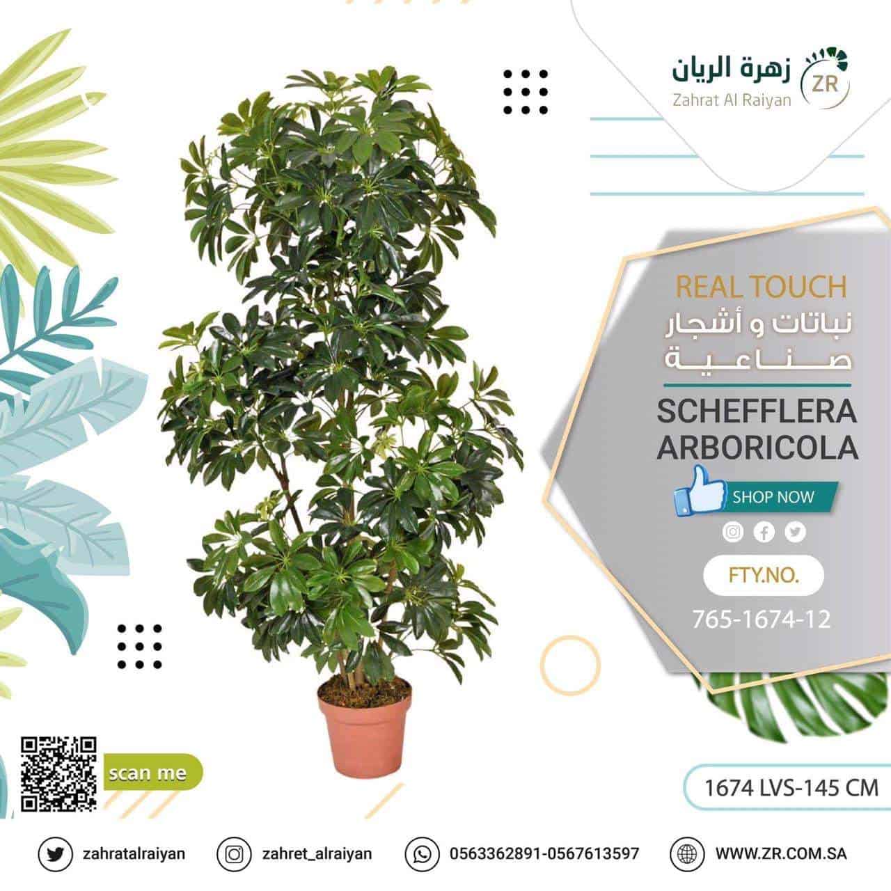 08346072-4a10-4812-9b2c-4503c1a5f5e5-1.jpg Schefflera arboricola tree, height 145 cm