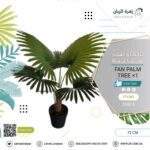 fan palm tree