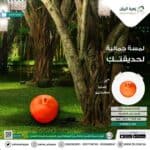اضاءة علي شكل تفاح تعمل علي الكهرباء - Image 2