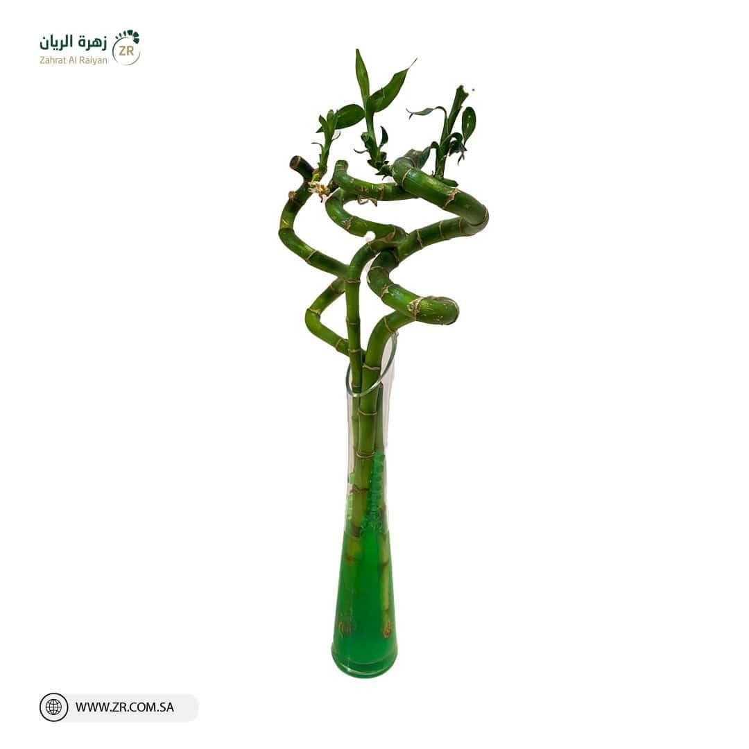 IMG-20220809-WA0003 شجرة البامبو الرائعة