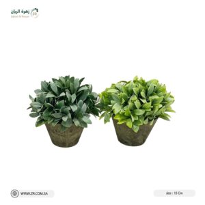 شجيرات للحديقة